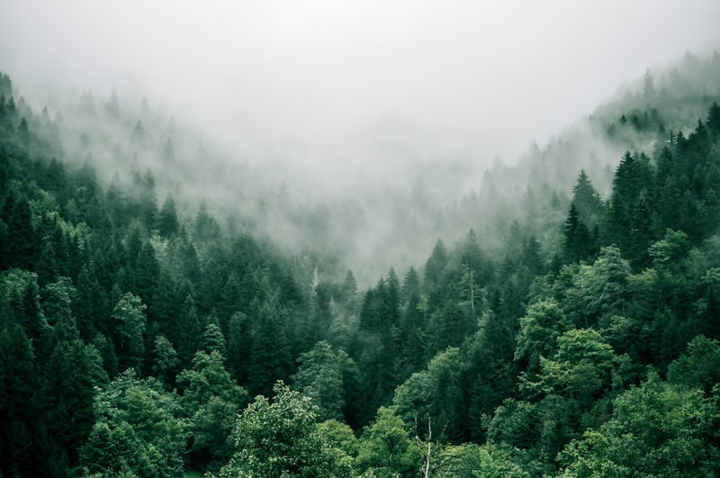 Misty rainforest exhaling morning haze