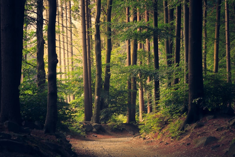 Dappled woodland walking path